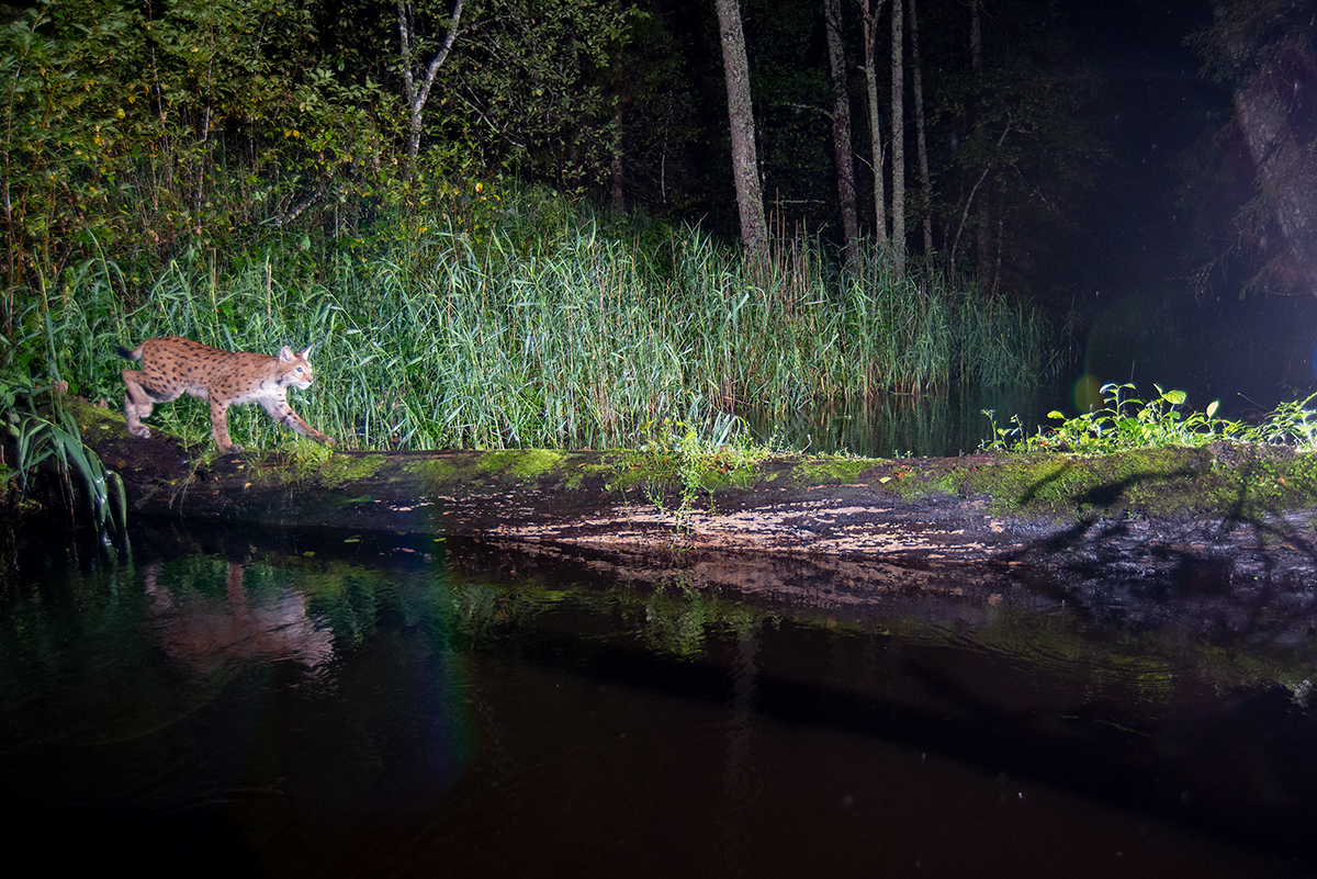 Ilves ületab jõge